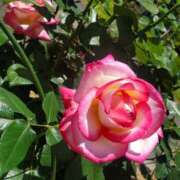 ヒメ日記 2025/06/05 00:49 投稿 もな 錦糸町ミセスアロマ（ユメオト）