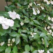 ヒメ日記 2025/06/05 13:09 投稿 もな 錦糸町ミセスアロマ（ユメオト）