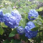 ヒメ日記 2025/06/29 09:55 投稿 もな 錦糸町ミセスアロマ（ユメオト）