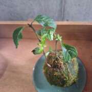 ヒメ日記 2025/07/09 12:42 投稿 もな 錦糸町ミセスアロマ（ユメオト）