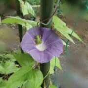 ヒメ日記 2025/07/12 08:07 投稿 もな 錦糸町ミセスアロマ（ユメオト）