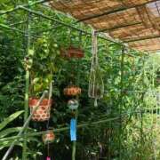 ヒメ日記 2025/07/25 10:43 投稿 もな 錦糸町ミセスアロマ（ユメオト）