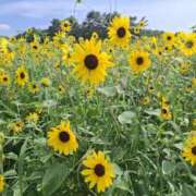 ヒメ日記 2025/08/01 12:24 投稿 もな 錦糸町ミセスアロマ（ユメオト）