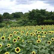 ヒメ日記 2025/08/08 10:23 投稿 もな 錦糸町ミセスアロマ（ユメオト）