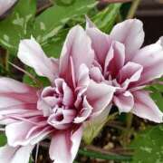 ヒメ日記 2025/08/29 15:35 投稿 もな 錦糸町ミセスアロマ（ユメオト）