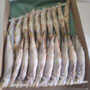 ヒメ日記 2025/10/03 10:08 投稿 もな 錦糸町ミセスアロマ（ユメオト）