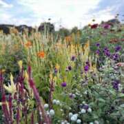ヒメ日記 2025/10/10 09:59 投稿 もな 錦糸町ミセスアロマ（ユメオト）