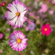 ヒメ日記 2025/10/12 09:41 投稿 もな 錦糸町ミセスアロマ（ユメオト）