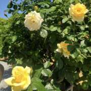 ヒメ日記 2025/10/16 10:41 投稿 もな 錦糸町ミセスアロマ（ユメオト）