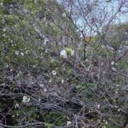 ヒメ日記 2025/11/07 12:01 投稿 もな 錦糸町ミセスアロマ（ユメオト）