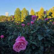 ヒメ日記 2025/11/14 09:48 投稿 もな 錦糸町ミセスアロマ（ユメオト）