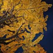 ヒメ日記 2025/11/16 08:05 投稿 もな 錦糸町ミセスアロマ（ユメオト）