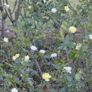 ヒメ日記 2025/11/18 09:06 投稿 もな 錦糸町ミセスアロマ（ユメオト）