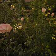 ヒメ日記 2025/11/20 13:42 投稿 もな 錦糸町ミセスアロマ（ユメオト）