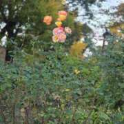 ヒメ日記 2025/12/02 12:47 投稿 もな 錦糸町ミセスアロマ（ユメオト）