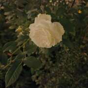 ヒメ日記 2025/12/05 00:22 投稿 もな 錦糸町ミセスアロマ（ユメオト）