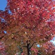 ヒメ日記 2025/12/10 09:45 投稿 もな 錦糸町ミセスアロマ（ユメオト）