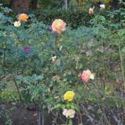 ヒメ日記 2026/01/09 19:13 投稿 もな 錦糸町ミセスアロマ（ユメオト）