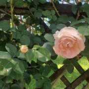 ヒメ日記 2026/01/22 08:26 投稿 もな 錦糸町ミセスアロマ（ユメオト）