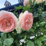 ヒメ日記 2026/01/26 10:43 投稿 もな 錦糸町ミセスアロマ（ユメオト）