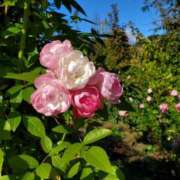 ヒメ日記 2026/01/28 09:33 投稿 もな 錦糸町ミセスアロマ（ユメオト）