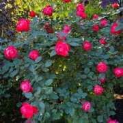 ヒメ日記 2026/02/01 09:37 投稿 もな 錦糸町ミセスアロマ（ユメオト）