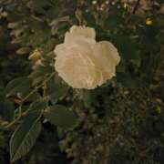 ヒメ日記 2026/02/06 11:00 投稿 もな 錦糸町ミセスアロマ（ユメオト）