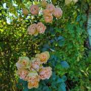 ヒメ日記 2026/02/09 09:35 投稿 もな 錦糸町ミセスアロマ（ユメオト）