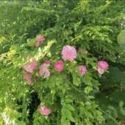 ヒメ日記 2026/02/18 10:43 投稿 もな 錦糸町ミセスアロマ（ユメオト）