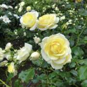 ヒメ日記 2026/02/20 10:23 投稿 もな 錦糸町ミセスアロマ（ユメオト）