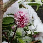 ヒメ日記 2026/03/10 23:24 投稿 もな 錦糸町ミセスアロマ（ユメオト）