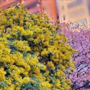 ヒメ日記 2026/03/14 11:44 投稿 もな 錦糸町ミセスアロマ（ユメオト）