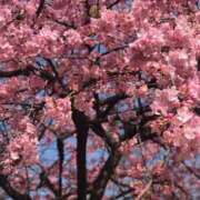 ヒメ日記 2026/03/18 08:01 投稿 もな 錦糸町ミセスアロマ（ユメオト）