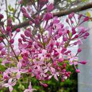 ヒメ日記 2026/04/03 08:24 投稿 もな 錦糸町ミセスアロマ（ユメオト）