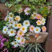 ヒメ日記 2026/04/07 13:22 投稿 もな 錦糸町ミセスアロマ（ユメオト）