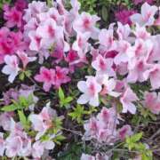ヒメ日記 2026/04/23 10:49 投稿 もな 錦糸町ミセスアロマ（ユメオト）