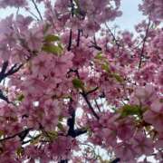 ヒメ日記 2025/03/22 18:27 投稿 ひつじ 大久保ハンドメイド