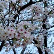 ヒメ日記 2026/04/14 20:11 投稿 ほのか CECIL