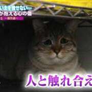 一富士あゆり ぴえん猫 セレブショップ新宿（東京ハレ系）