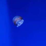 ヒメ日記 2025/09/02 17:26 投稿 しほ エンブレイス　ダイヤモンド