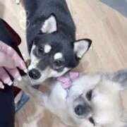 ヒメ日記 2025/04/20 21:24 投稿 あおい Venti大阪