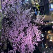 神城まいか お久しぶりです🌸 ワイフコレクション