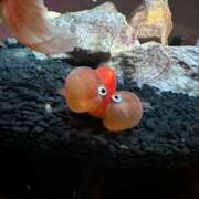 ヒメ日記 2025/03/05 05:35 投稿 える★超絶スレンダーS級美女 BEPPIN SELECTION ～べっぴんセレクション～