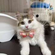 ヒメ日記 2025/08/15 06:09 投稿 える★超絶スレンダーS級美女 BEPPIN SELECTION ～べっぴんセレクション～