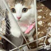 ヒメ日記 2025/08/24 05:37 投稿 える★超絶スレンダーS級美女 BEPPIN SELECTION ～べっぴんセレクション～