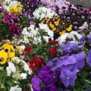 ヒメ日記 2025/04/09 09:03 投稿 小松 熟女の風俗最終章　鶯谷店