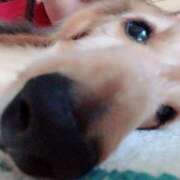 ヒメ日記 2025/04/12 08:20 投稿 小松 熟女の風俗最終章　鶯谷店