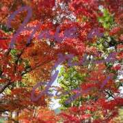 ヒメ日記 2025/12/01 06:46 投稿 小松 熟女の風俗最終章　鶯谷店