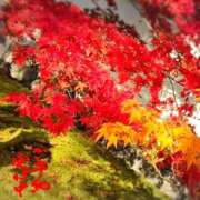 ヒメ日記 2025/12/05 06:56 投稿 小松 熟女の風俗最終章　鶯谷店