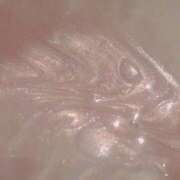 ヒメ日記 2025/09/05 14:21 投稿 花恋（かれん） 松戸角海老根本店